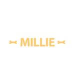 Millie, családbarát kutya oktatás